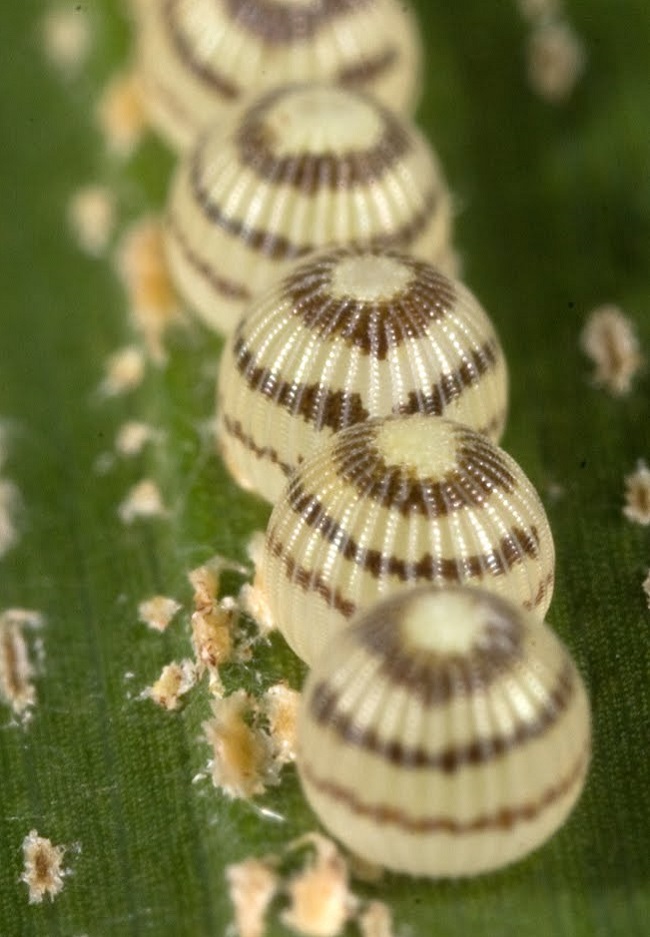 Butterfly Eggs • Insteading